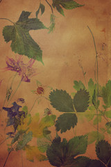 Old grunge background with floral pattern herbarium