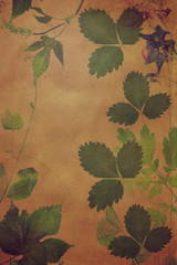 Old grunge background with floral pattern herbarium