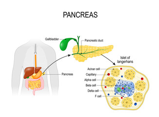 Pancreas. Human silhouette with highlighted internal organs. Closeup of pancreas and  islets of Langerhans.