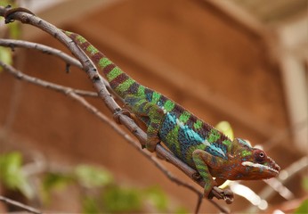 green chameleon crawling on the eyelids