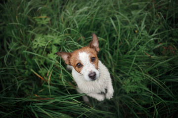 Funny dog looks out. Jack Russell Terrier in the wet grass, top. Happy Pet on nature for a walk