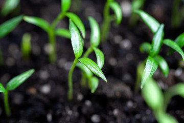 young sprouts of home farm vegetables. seedlings peppers and tomatoes for the garden or farm.