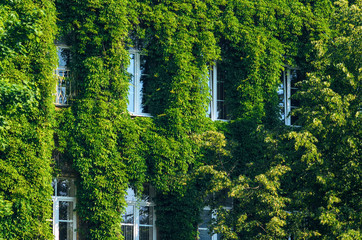 The Facade of the Old Brick Building is Covered with Green Ivy. Living Walls in Green Architecture. View Like an Old Castle or Villa