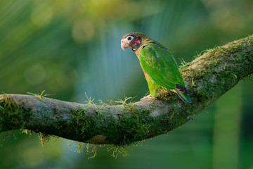 small green parrot which is a resident breeding species from southeastern Mexico to north-western Colombia