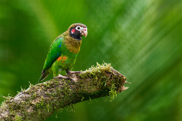 small green parrot which is a resident breeding species from southeastern Mexico to north-western Colombia
