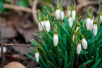Snowdrops in the forest