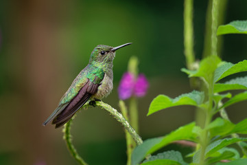 Fototapeta na wymiar Scaly-breasted hummingbird - Phaeochroa cuvierii species of hummingbird in the family Trochilidae.