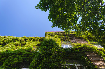The Facade of the Old Brick Building is Covered with Green Ivy. Luxury Villa with Living Wall