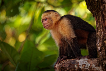 Colombian white-faced capuchin (Cebus capucinus), Colombian white-headed capuchin or Colombian white-throated capuchin