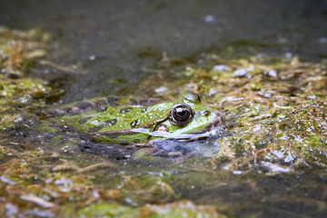 Common water frog (Pelophylax kl. esculentus) in water