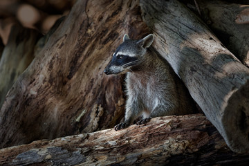 Naklejka premium Raccoon - Procyon lotor also common raccoon, North American raccoon, northern raccoon, or coon, is a medium-sized mammal native to North America