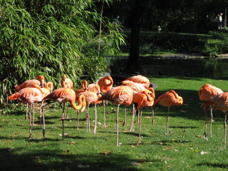group of flamingos