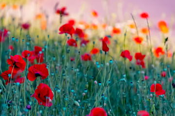 Obraz premium art photography of red poppies with colorful textured background and a grainy texture and noise on all image surface. Nature wallpaper blurry backdrop. Toned image doesn’t in focus.