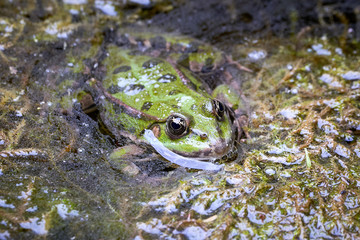 Common water frog (Pelophylax kl. esculentus) in water