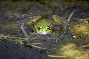 Common water frog (Pelophylax kl. esculentus) in water