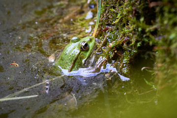Common water frog (Pelophylax kl. esculentus) in water