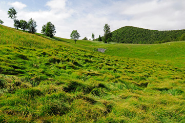 Bergwiese im Naturreservat Bijele und Samarske Stijene (Velika Kapela), Kroatien