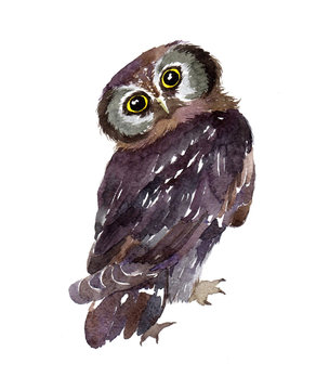 Watercolor owl animal illustration isolated on white background
