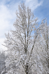 Portrait of snow covered deciduous tree on a snowy day, blue sky and white clouds in background