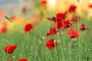 art photography of blooming red poppies with colorful textured background and a grainy texture and noise on all image surface. Nature wallpaper blurry backdrop. Toned image doesn’t in focus.