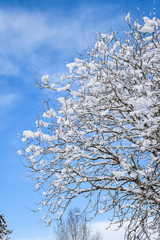 Beautiful snowy day, snow covered tree tops against a blue sky and white clouds