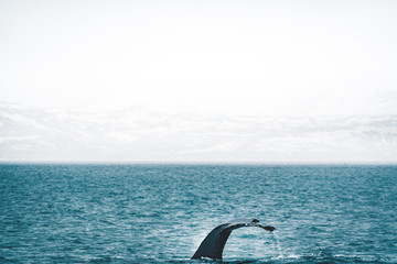 Close up view of the tail of humpback whale jumping in the cold water of Atlantic ocean in Iceland....