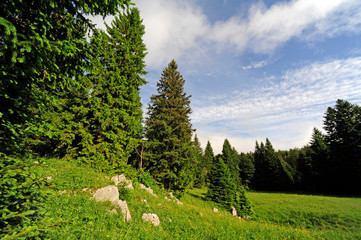 Bergwiese im Naturreservat Bijele und Samarske Stijene (Velika Kapela), Kroatien
