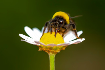 POLEN  Image of bee or honeybee on yellow flower collects nectar. Golden honeybee on flower pollen with space blur background for text. Insect. Animal