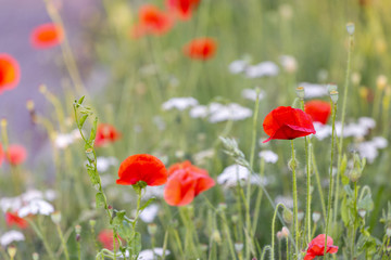 art photography of blooming red poppies with colorful textured background and a grainy texture and noise on all image surface. Nature wallpaper blurry backdrop. Image doesn’t in focus.