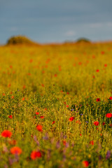 Red flowers field in springtime nature landscape. Blooming poppies flowers of soft focus and grass in summertime. Image is not in focus. Blyrry background.