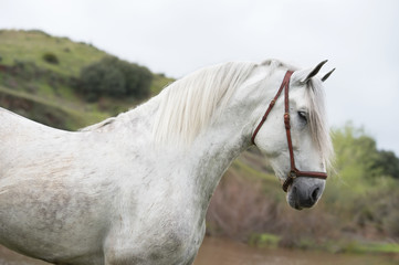 Obraz na płótnie Canvas portrait of white pure spanish stallion posing into lake. Andalusia. Spain
