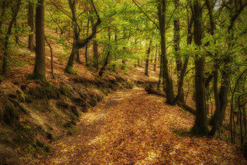 Obraz premium André