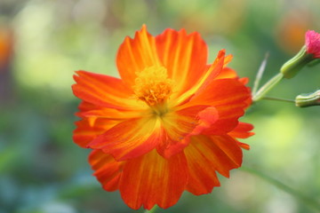 Flor laranja do jardim 