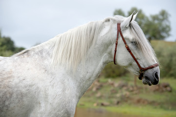 Obraz na płótnie Canvas portrait of white pure spanish stallion posing into lake. Andalusia. Spain