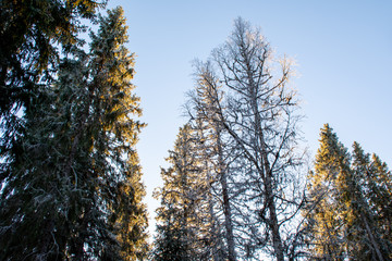 Forêt à Tannforsen