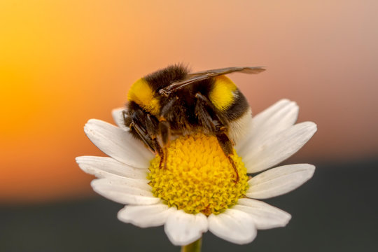 POLEN  Image of bee or honeybee on yellow flower collects nectar. Golden honeybee on flower pollen with space blur background for text. Insect. Animal