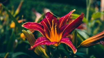 Rote-Gelbe Blume © Yorick