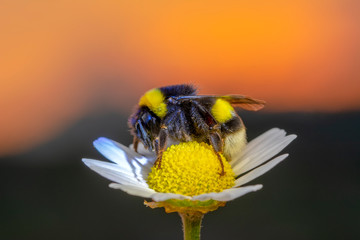 POLEN  Image of bee or honeybee on yellow flower collects nectar. Golden honeybee on flower pollen...
