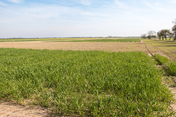  A young cultivated field seen from below