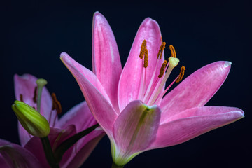 Fototapeta na wymiar pink water lily on black background