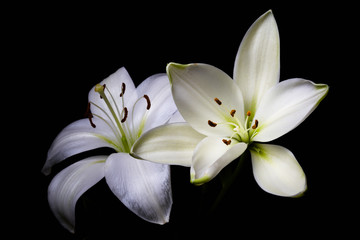 Fototapeta na wymiar Two White Lilies