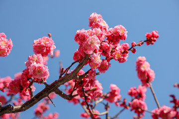 京都ぶらり、早春の梅、紅梅、白梅、枝垂れ梅