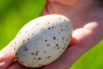 Large speckled egg of takahe or notornis