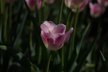 Naklejka premium Netherlands,Lisse, a close up of a flower