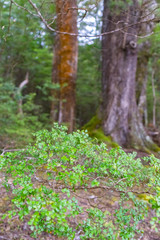 Naklejka premium In New Zealand rain forest