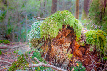 In New Zealand rain forest
