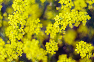 Bouquet of Yellow Wildflowers Creative Background