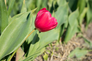 Fototapeta premium Netherlands,Lisse, a close up of a green plant