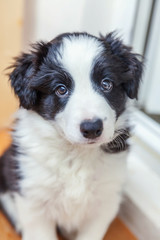 Naklejka na ściany i meble Funny portrait of cute smilling puppy dog border collie indoor. New lovely member of family little dog at home gazing and waiting. Pet care and animals concept