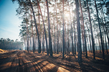 Sun light in coniferous forest, sandy soil